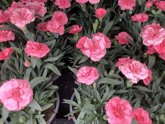 Anjers (x100) - afbeelding 2 van  3