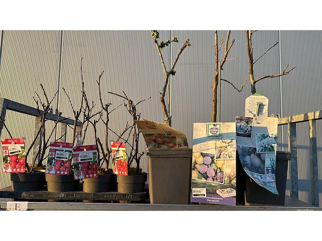 Appel, peer, pruim vrucht- / fruitboom mix (11x) - afbeelding 1 van  3