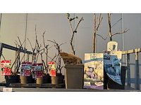 Appel, peer, pruim vrucht- / fruitboom mix (11x) - afbeelding 1 van  3