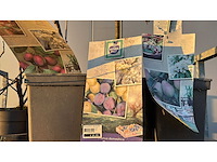 Appel, peer, pruim vrucht- / fruitboom mix (11x) - afbeelding 2 van  3