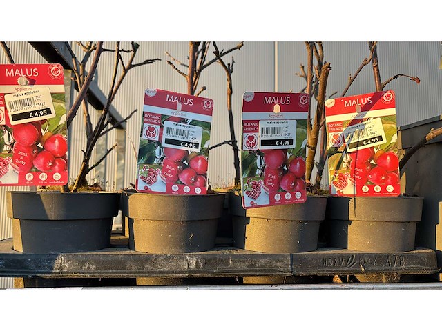 Appel, peer, pruim vrucht- / fruitboom mix (11x) - afbeelding 3 van  3