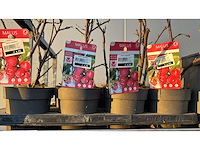 Appel, peer, pruim vrucht- / fruitboom mix (11x) - afbeelding 3 van  3