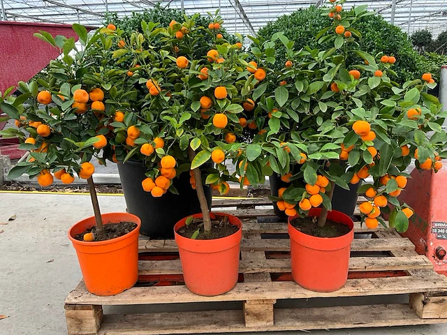 Appelsienboom (3x) - afbeelding 4 van  4