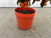 Appelsienboom (3x) - afbeelding 3 van  4