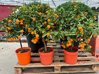 Appelsienboom (3x) - afbeelding 4 van  4