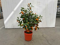 Appelsienboom (3x)