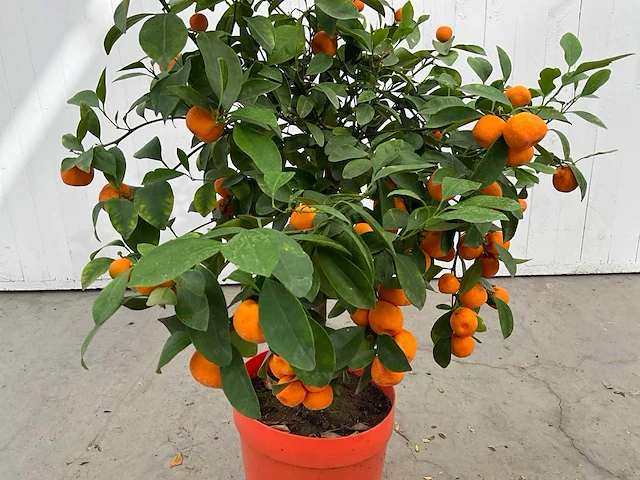 Appelsienboom (3x) - afbeelding 2 van  4