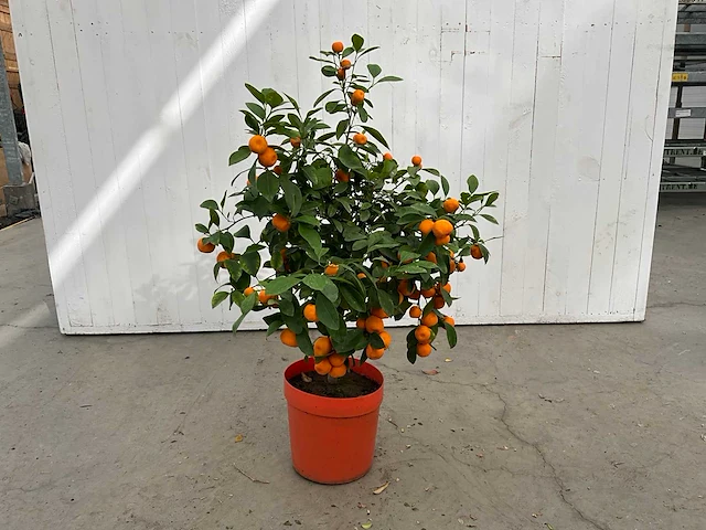 Appelsienboom (3x) - afbeelding 1 van  4