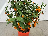 Appelsienboom (3x) - afbeelding 2 van  4