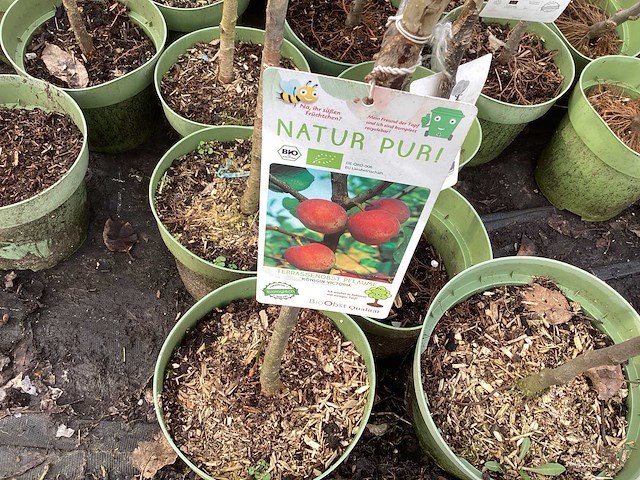 Appelstammen (x25) - afbeelding 3 van  9