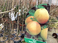 Appelstammen (x25) - afbeelding 7 van  9