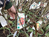 Appelstammen (x25) - afbeelding 9 van  9