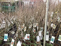 Appelstammen (x25) - afbeelding 1 van  9