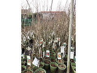 Appelstammen (x25) - afbeelding 2 van  9