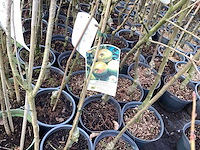 Appelstammen (x25) - afbeelding 6 van  9