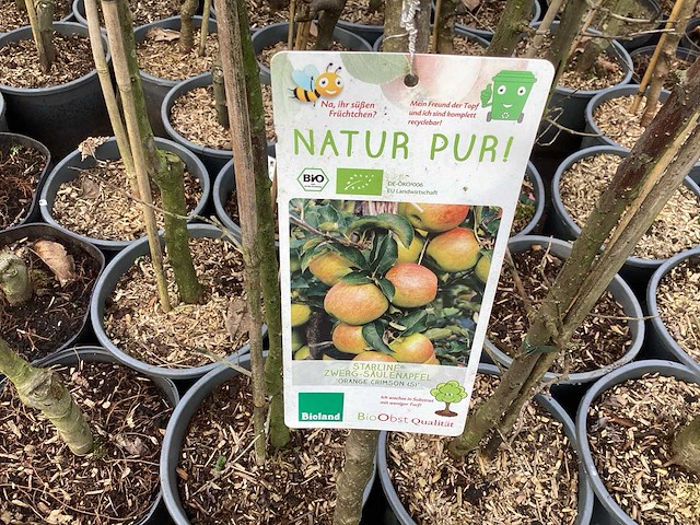 Appelstammen (x25) - afbeelding 8 van  9