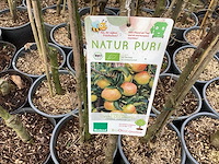 Appelstammen (x25) - afbeelding 8 van  9