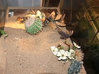 Aquarium op meubel - afbeelding 7 van  8