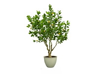 Artificial citroen boom in deco pot