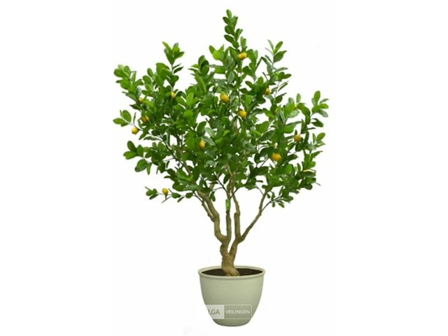 Artificiële citroenboom in deco pot - afbeelding 1 van  1