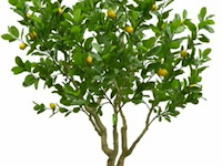 Artificiële citroenboom in deco pot - afbeelding 1 van  1