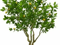 Artificiële citroenboom in deco pot