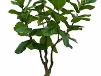 Artificiële fiscus lyrata in deco pot - afbeelding 1 van  1