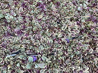 Assortiment bodembedekker - pachysandra - aubretia - klimop - ajuga(x200) - afbeelding 5 van  5
