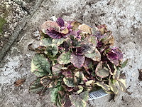 Assortiment bodembedekker - pachysandra - aubretia - klimop - ajuga(x200) - afbeelding 3 van  4