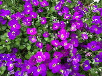 Assortiment bodembedekker - pachysandra - aubretia - klimop - ajuga(x200) - afbeelding 4 van  4