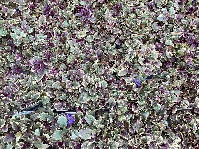 Assortiment bodembedekker - pachysandra - aubretia - klimop - ajuga(x200) - afbeelding 3 van  5