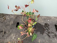 Assortiment bodembedekker - pachysandra - waldsteinia - klimop - ajuga(x200) - afbeelding 2 van  4