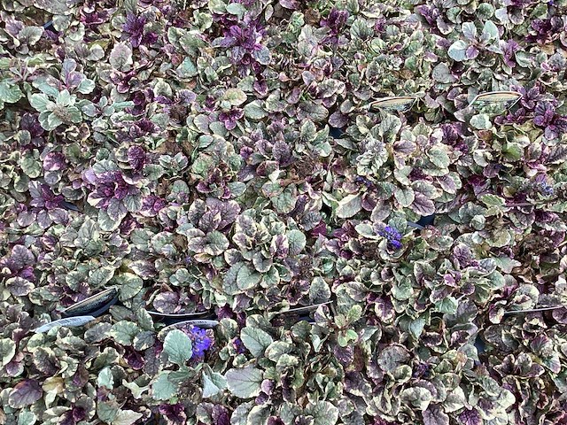 Assortiment bodembedekker - pachysandra - waldsteinia - klimop - ajuga(x400) - afbeelding 4 van  5