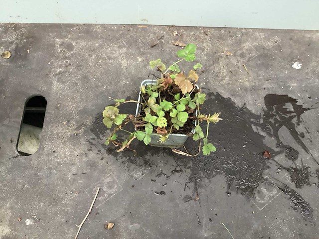 Assortiment bodembedekker - pachysandra - waldsteinia - klimop - ajuga(x400) - afbeelding 3 van  5