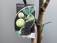 Assortiment bomen - - vijgen - olijf - limoen (x4) - afbeelding 1 van  4