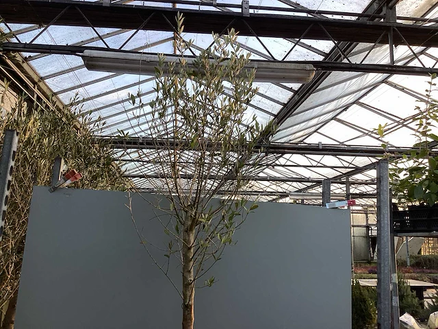 Assortiment bomen - - vijgen - olijf - limoen (x4) - afbeelding 7 van  8