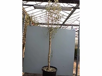 Assortiment bomen - - vijgen - olijf - limoen (x4) - afbeelding 8 van  8