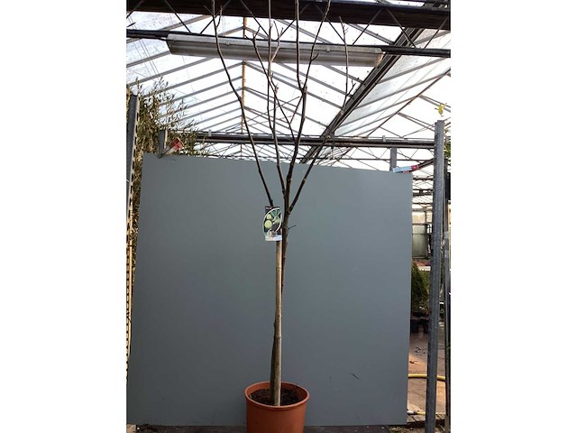 Assortiment bomen - druiven - vijgen - olijf - limoen (x4) - afbeelding 8 van  10