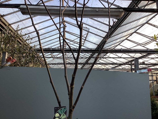 Assortiment bomen - druiven - vijgen - olijf - limoen (x4) - afbeelding 9 van  10