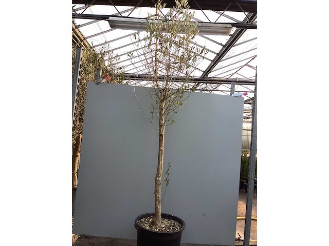 Assortiment bomen - druiven - vijgen - olijf - limoen (x4) - afbeelding 2 van  10