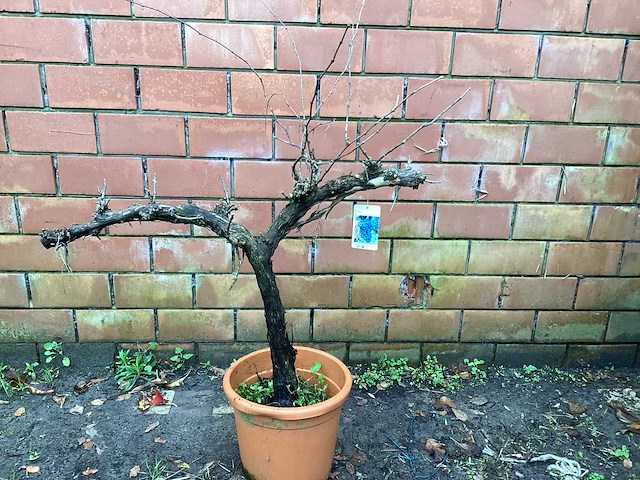 Assortiment bomen - druiven - vijgen - olijf - limoen (x4) - afbeelding 3 van  10