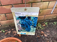 Assortiment bomen - druiven - vijgen - olijf - limoen (x4) - afbeelding 1 van  6