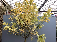 Assortiment bomen - druiven - vijgen - olijf - limoen (x4) - afbeelding 2 van  6