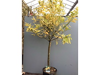 Assortiment bomen - druiven - vijgen - olijf - limoen (x4) - afbeelding 3 van  6