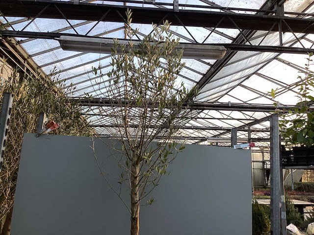 Assortiment bomen - druiven - vijgen - olijf - limoen (x4) - afbeelding 6 van  6