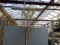 Assortiment bomen - druiven - vijgen - olijf - limoen (x4) - afbeelding 6 van  6