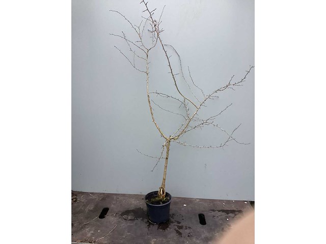 Assortiment diverse haagplanten - - haagbeuken - meidoorn (x200) - afbeelding 1 van  4