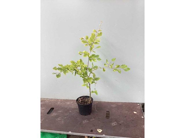 Assortiment diverse haagplanten - - haagbeuken - meidoorn (x200) - afbeelding 4 van  4