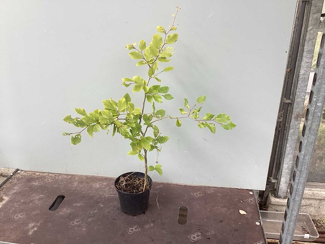 Assortiment diverse haagplanten - - haagbeuken - meidoorn (x200) - afbeelding 1 van  2