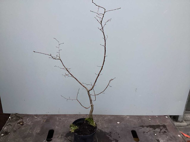 Assortiment diverse haagplanten - - haagbeuken - meidoorn (x200) - afbeelding 1 van  4